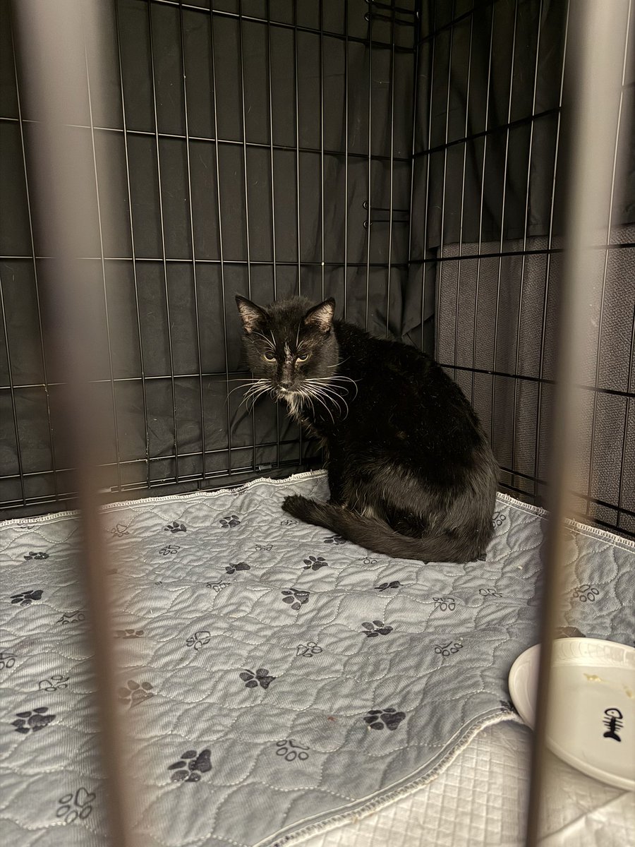 Friends of Bear Cat Rescue tweet media