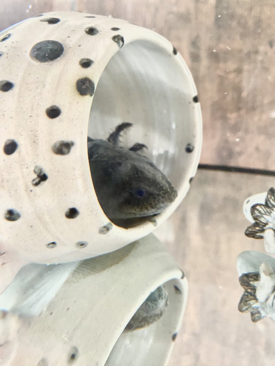 ウパがシェルター入ってる姿が一番可愛い