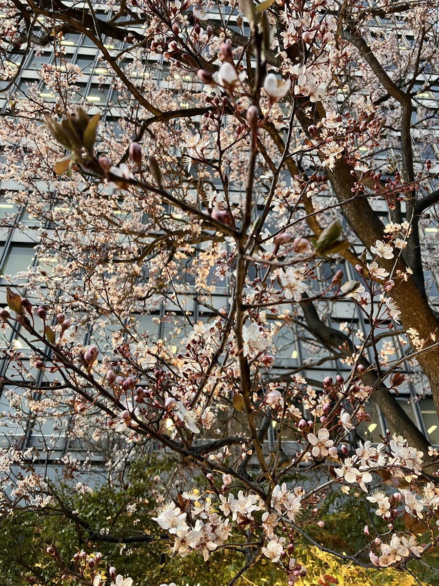 早咲きの桜かな？と思っていた木に、ベニスモモ、という名札を発見😆
ほぼ満開🌸🌸🌸🌸🌸
実がついた頃また見に来なくちゃ(笑)