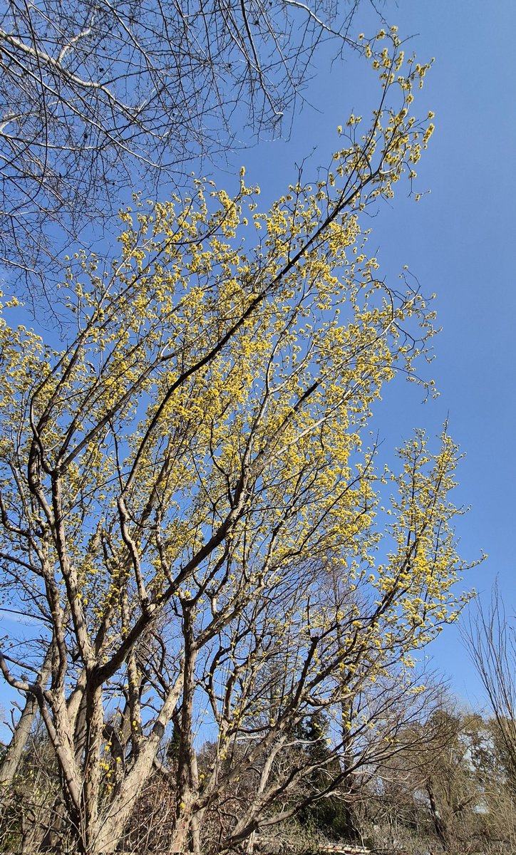 Post by 田代深子on X: 山茱萸