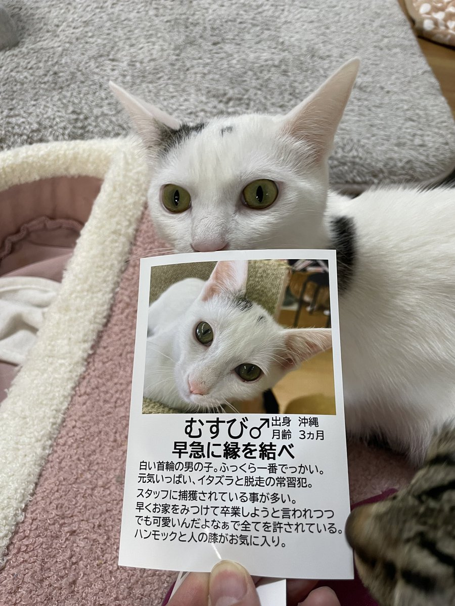 catcafemfmf's tweet photo. 🐈出発だね、緊張してる？
🐈出発だよ、二人一緒なら平気かな

そんな会話が聞こえそうな、むすびくん、にぎりくん。ついに新しいお家に向かって出発です！幸せになってね https://t.co/OhZrna4DsD
