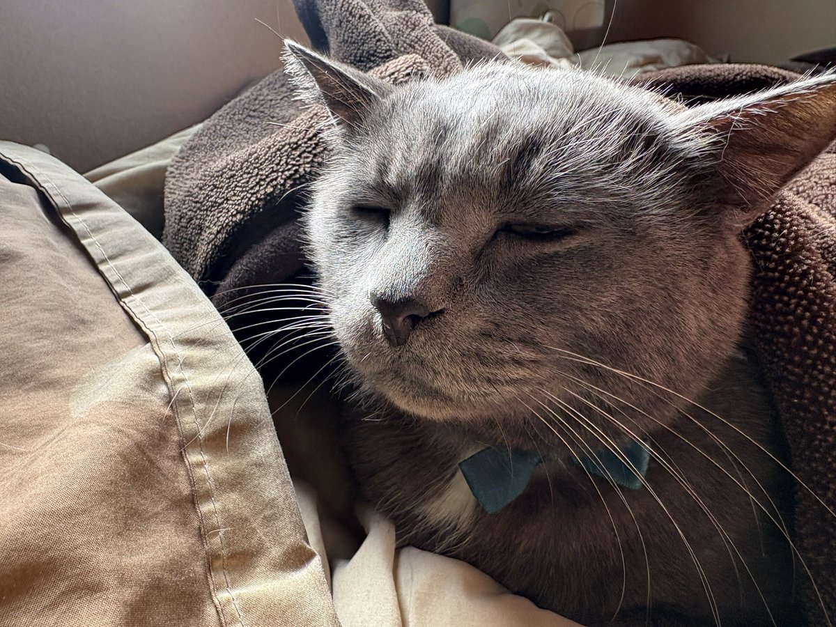 オールグレイト日向ぼっこねこし 