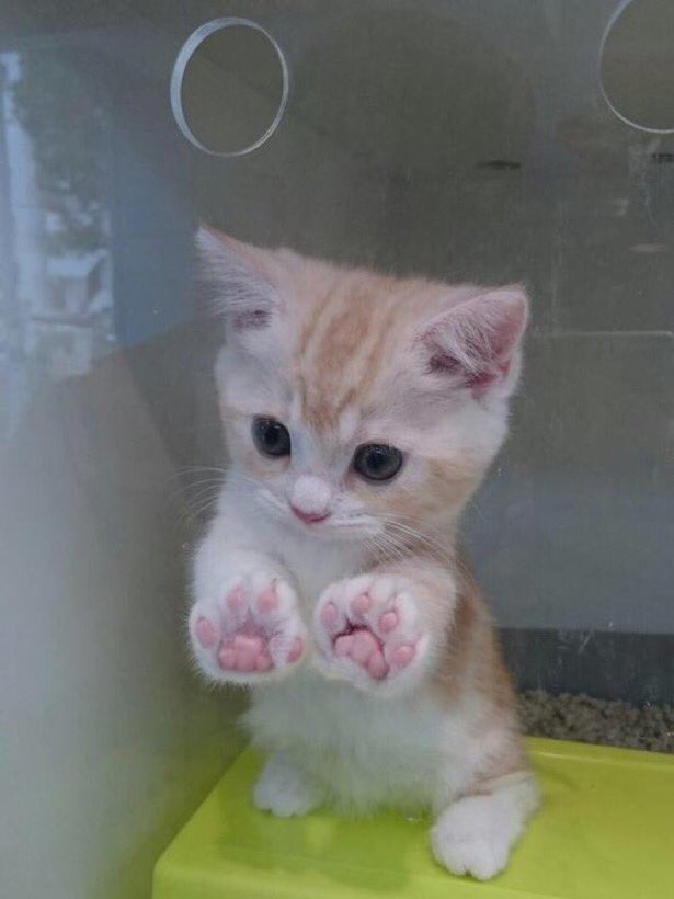 猫しか勝たん tweet media