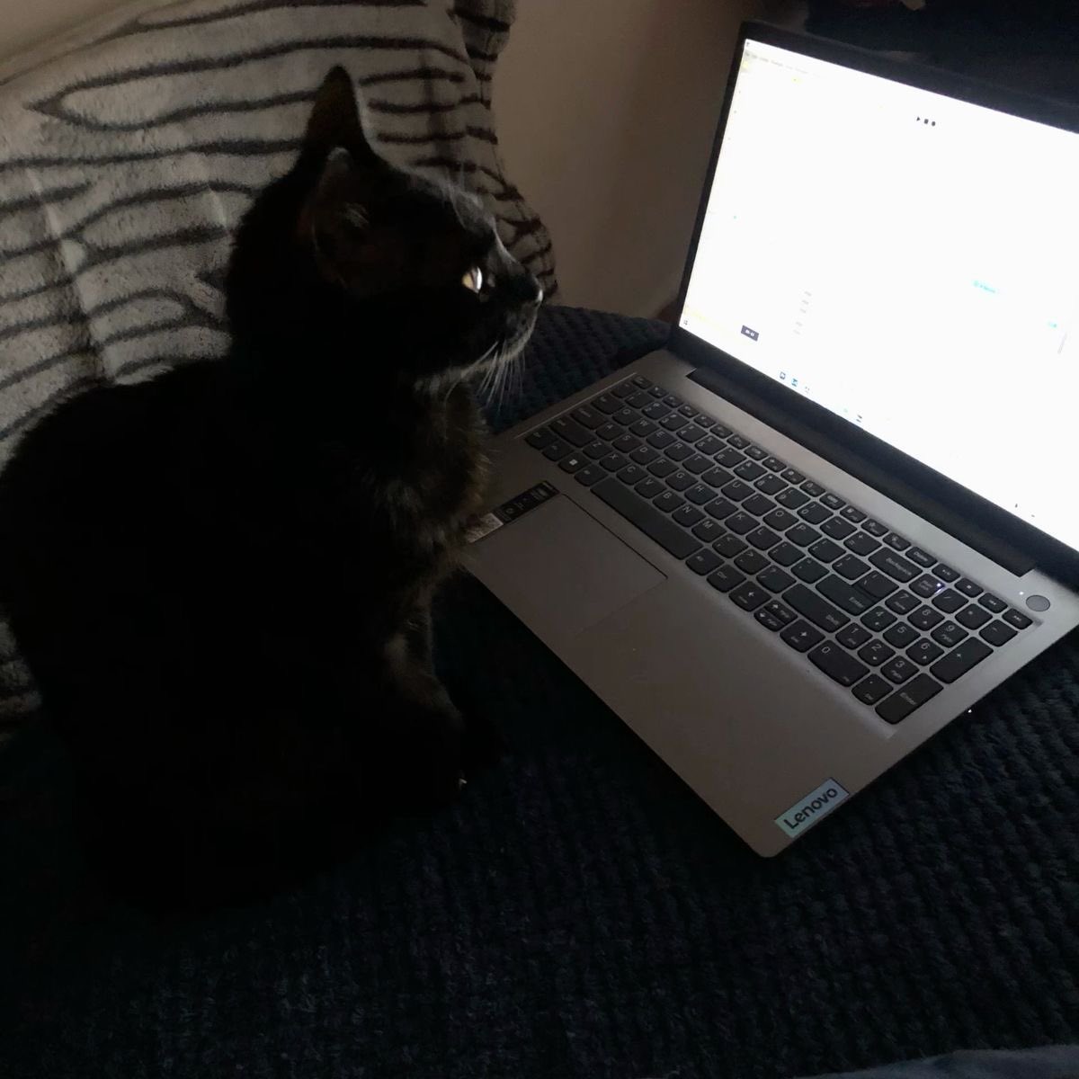 naky as cats 🐈‍⬛ tweet media