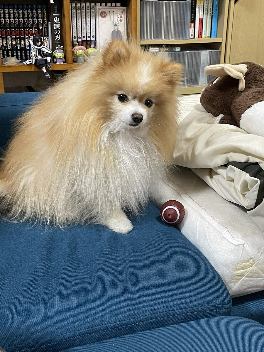 ぽてと@ポメラニアン tweet media