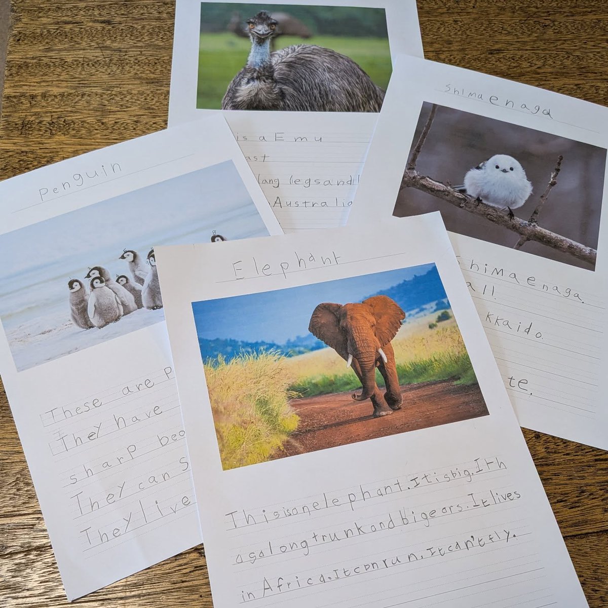 englishpool's tweet photo. 小学1・2年生の子どもたちが、教科書の最終ユニットの学習の一環として制作した『動物カード』の一部をご紹介します。子どもたちの頑張りと創造力あふれる作品をぜひご覧ください！

These  are some of the animal cards created by our Elementary grade 1 &amp; 2  students. https://t.co/7oAPbLZGK4