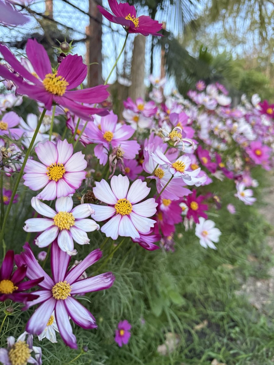 Cilin (mainnet arc) tweet media