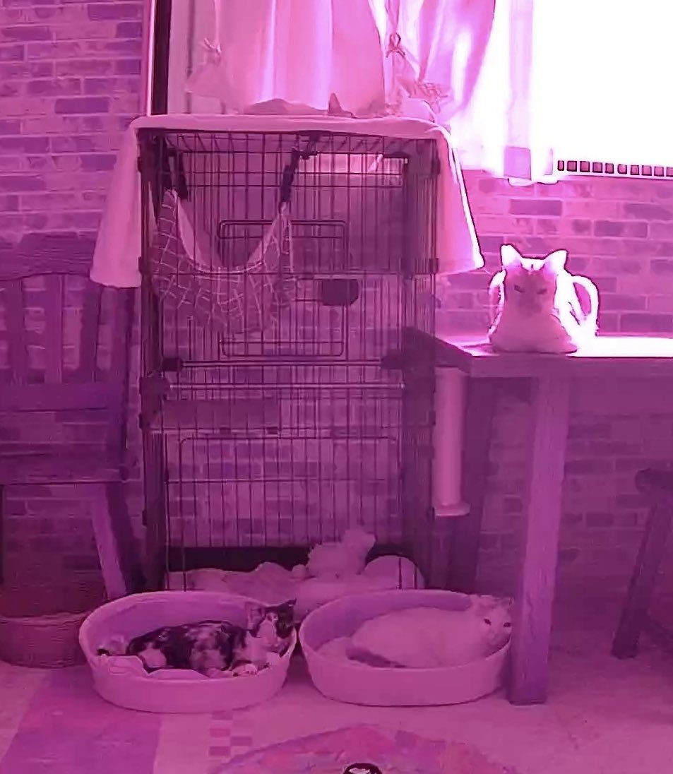 ぽこぼーる(生活) tweet media