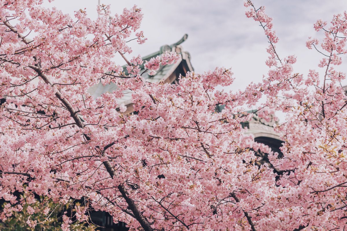 すず | suzu tweet media