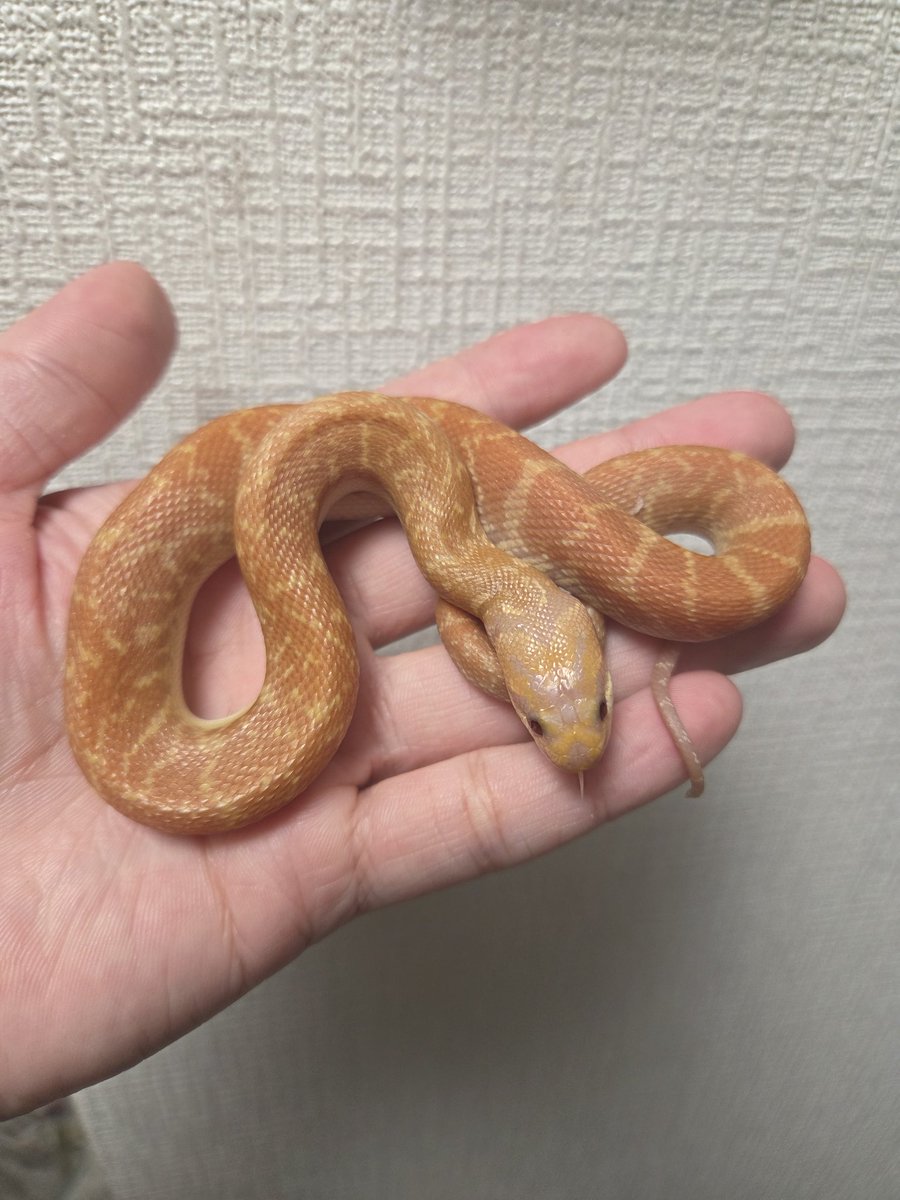 ぴーちゃん (合)Bebe Rep. 3/28.29【ナゴヤレプタイルズワールド】に出店します tweet media