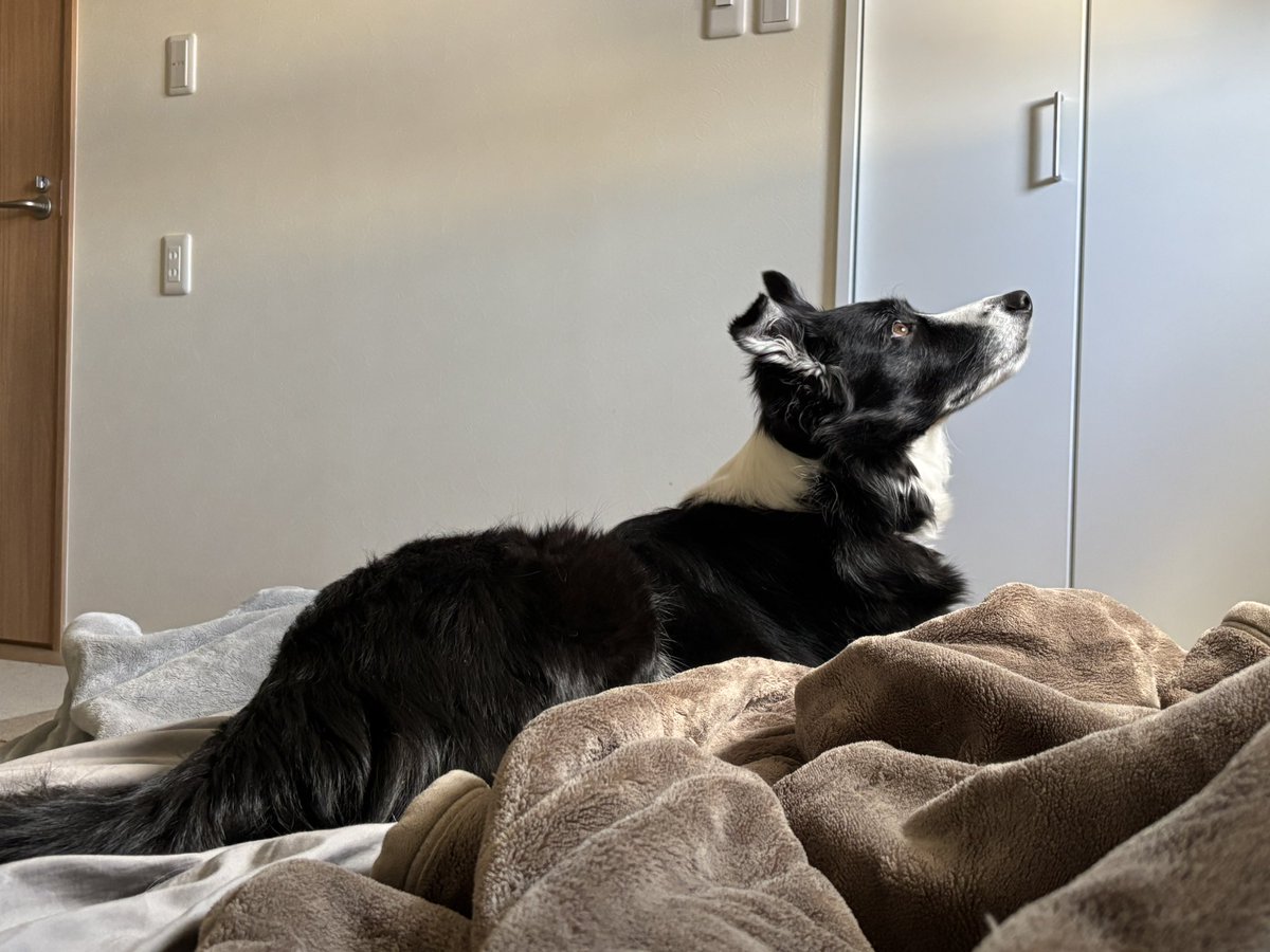 みるく@ボーダーコリー tweet media