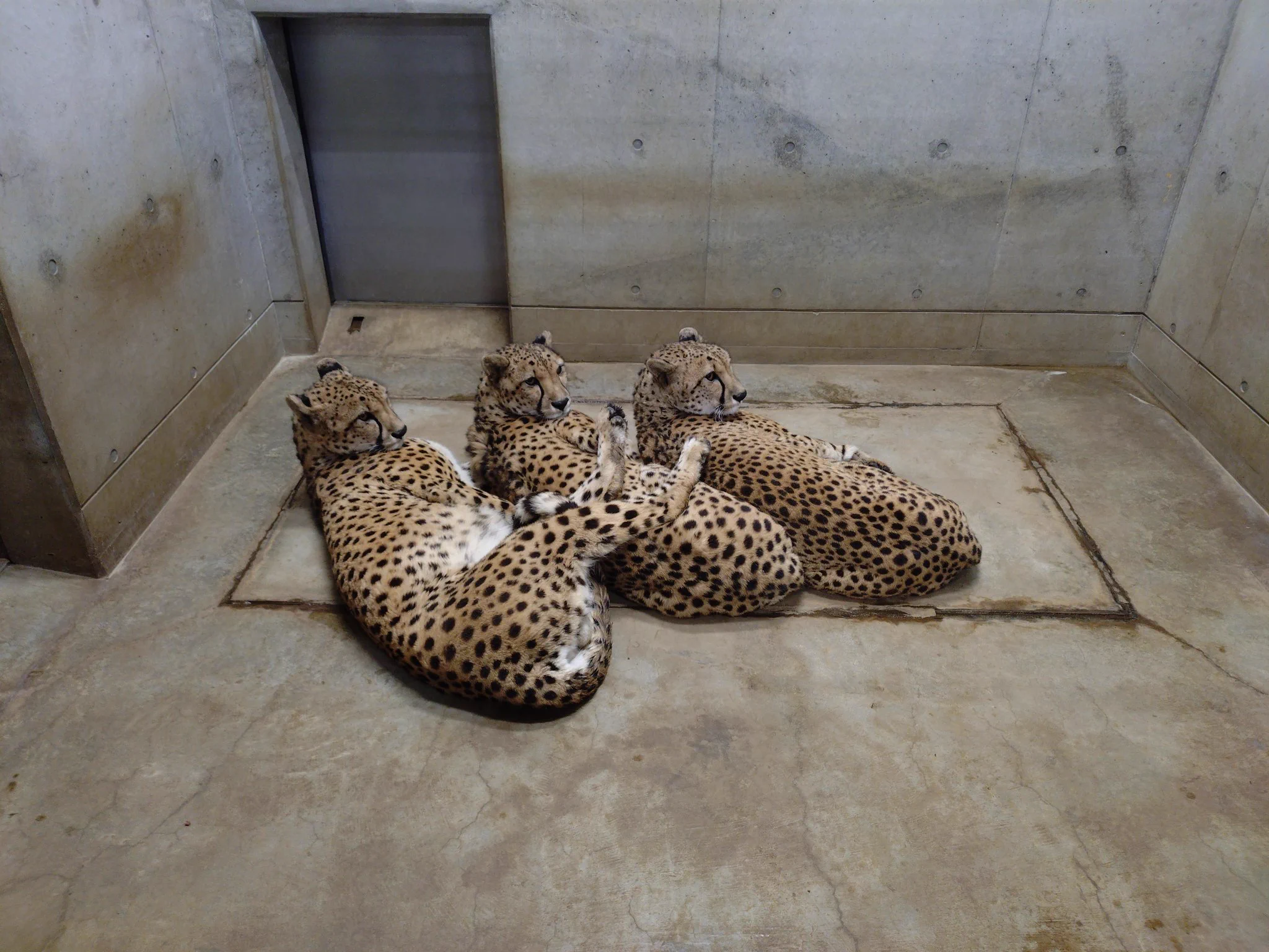 千葉市動物公園【公式】 on X: 