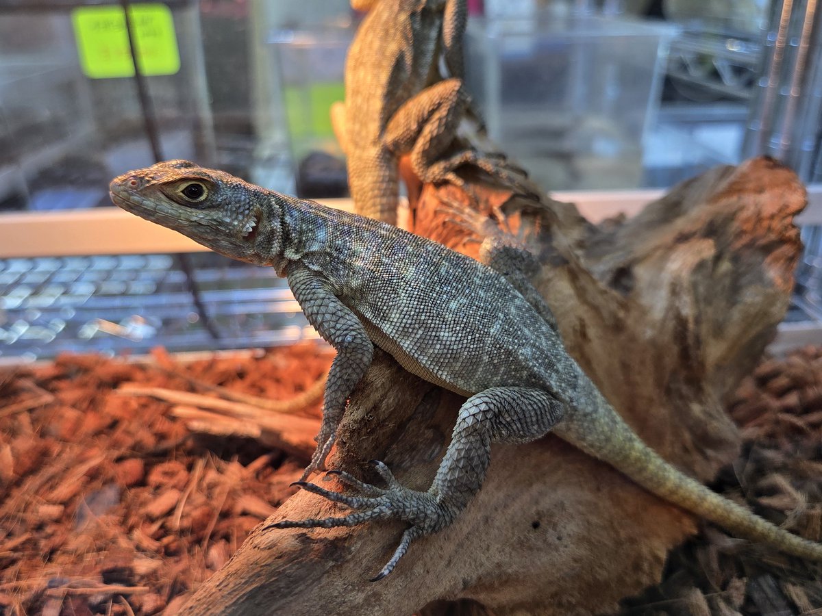 ぴーちゃん (合)Bebe Rep. 3/28.29【ナゴヤレプタイルズワールド】に出店します tweet media