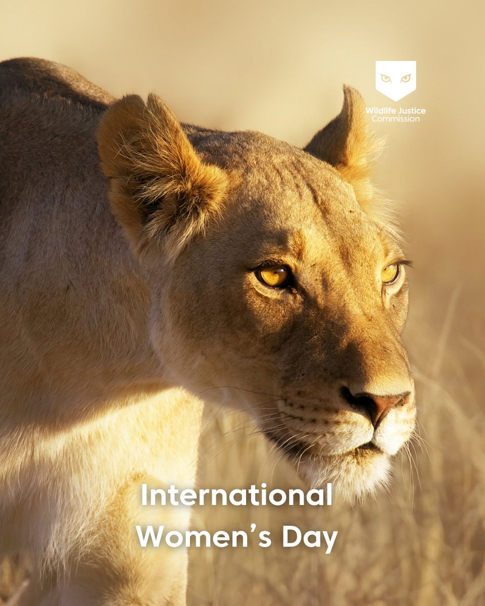 Wildlife Justice Commission tweet media