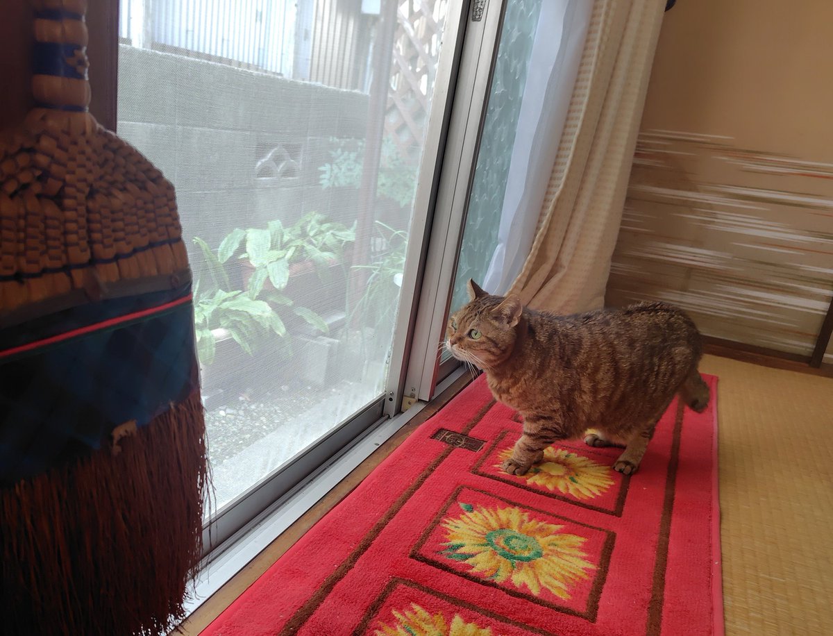 裏の猫さんに出会って へっぴり腰。