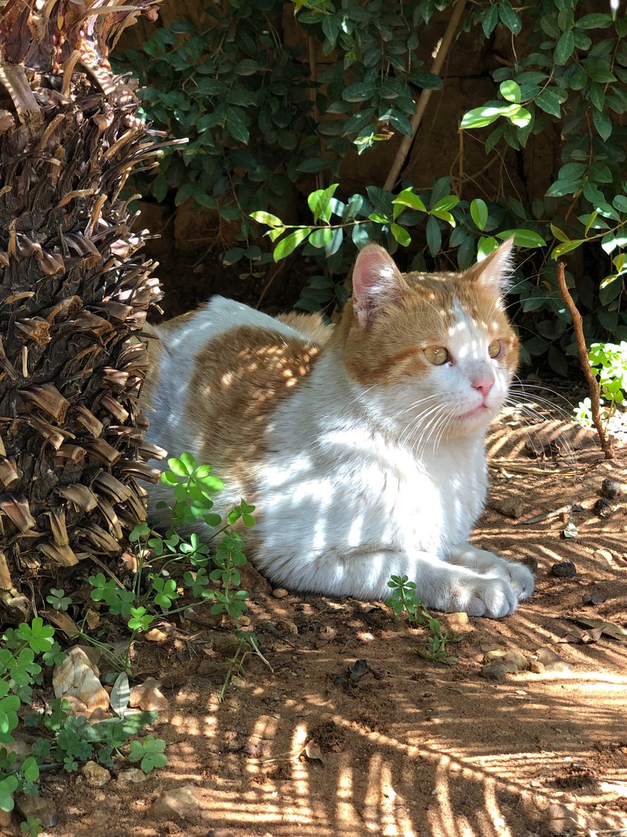 Marie Nassar3 tweet media