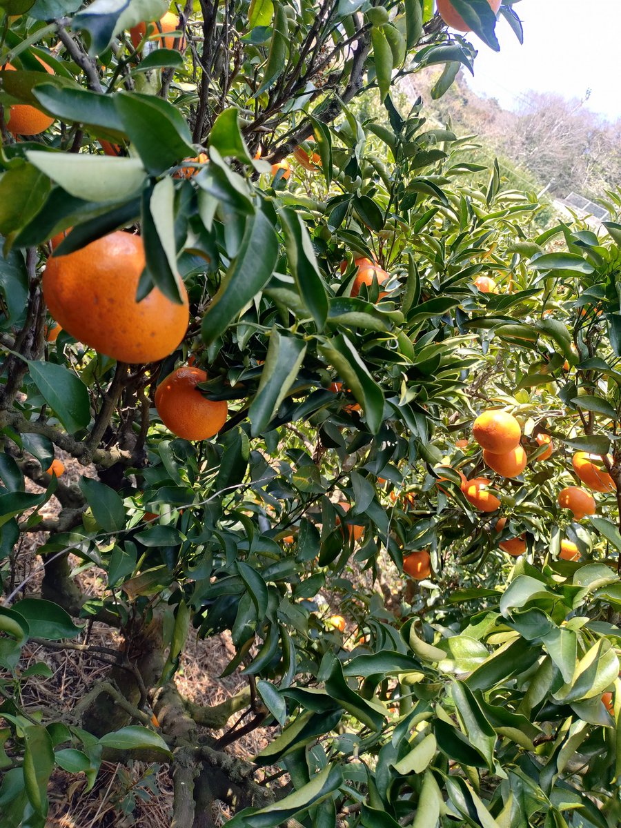 sghr75's tweet photo. せとか🍊 https://t.co/bNC2B2z1JA
