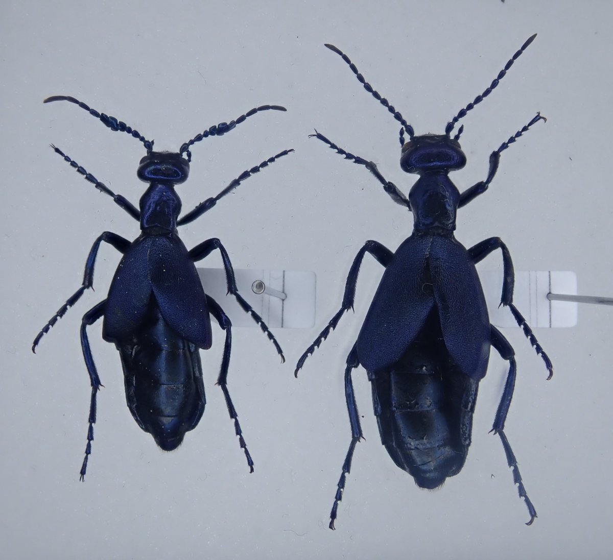 Lucanus007's tweet photo. タカネツチハンミョウ
Meloe (Meloe) nipponicus Okano et al., 2025
数年前に採ってなんだか分からなかったやつ。去年記載されて正体が判明した。
この時は5頭採っていて全部タカネだった。 https://t.co/mwhyQau5xD