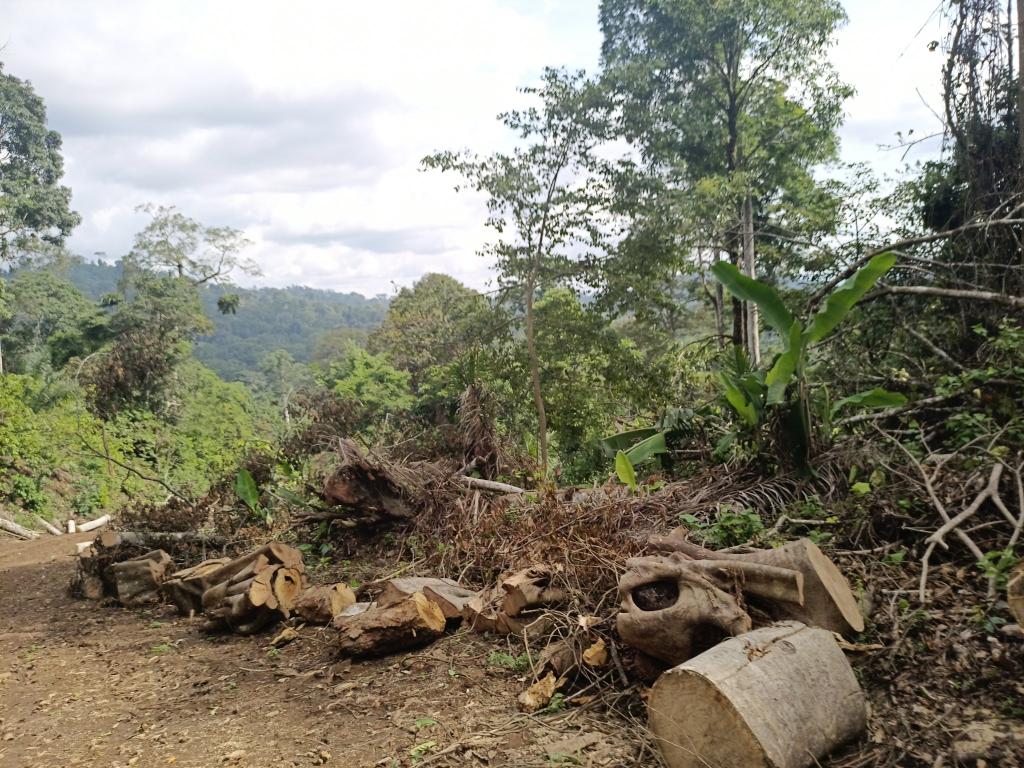 AbiluTangwa's tweet image. Humans: ready to kill those who defend nature, all to feed endless profit. The war is real—chainsaws vs. centuries-old trees. Future kids will ask: "Why did you let the giants die?" What will we answer? #Ecocide #ClimateActionNow