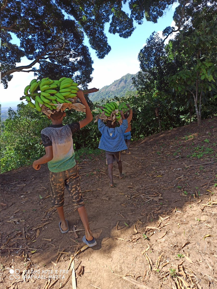 Raphael Mheta tweet media