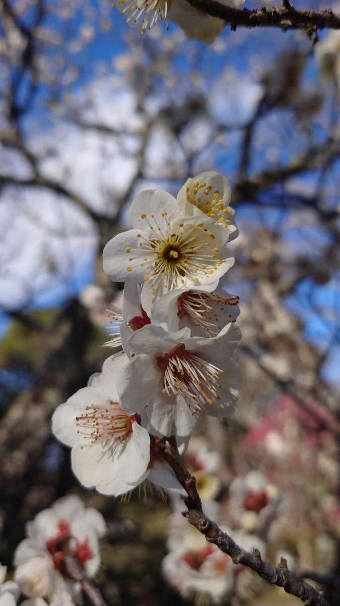 てまり tweet media