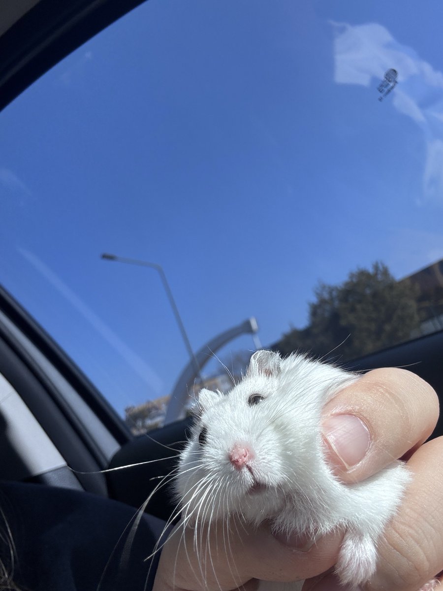 DailyDDoong's tweet photo. 뚱이네 드라이브 https://t.co/C0YekueW8w