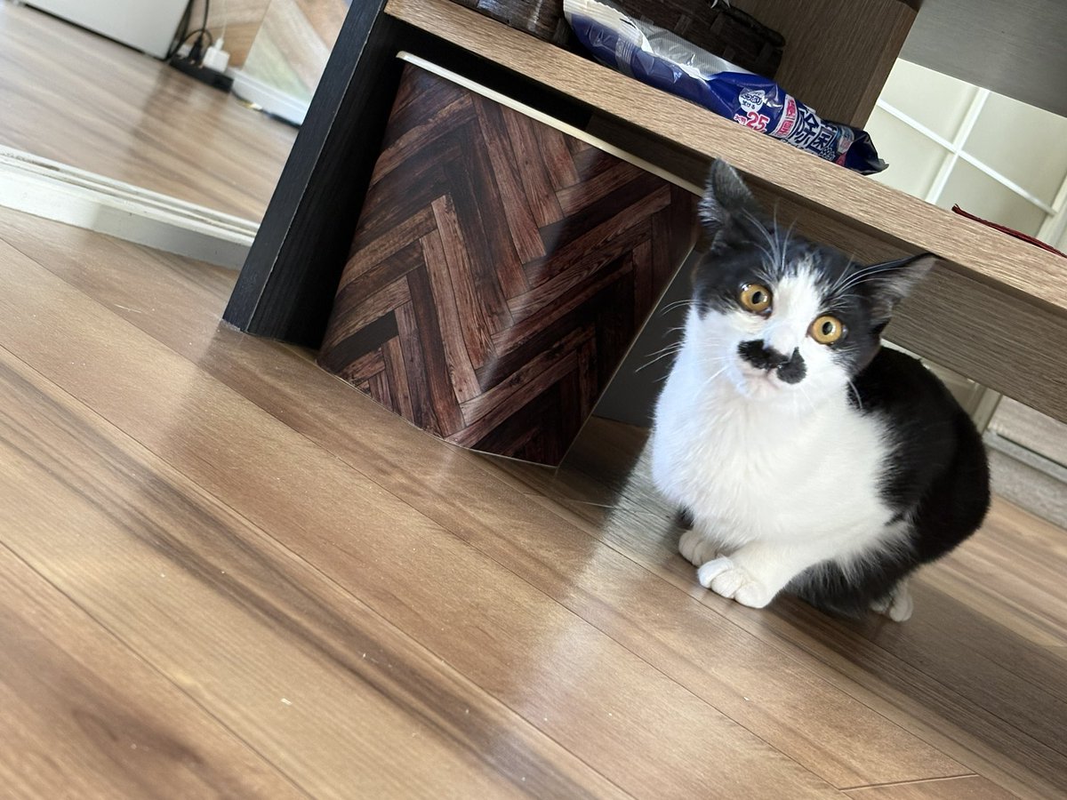 switter____'s tweet photo. 保護猫活動してる方からお迎えさせて頂いた😳
これからよろしくー😈 https://t.co/UwbENfbiZz