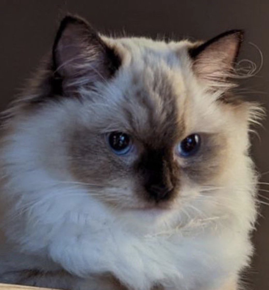 熙歌 145cm🕳️原創曲 花開花落🌹✨極深空計畫 tweet media