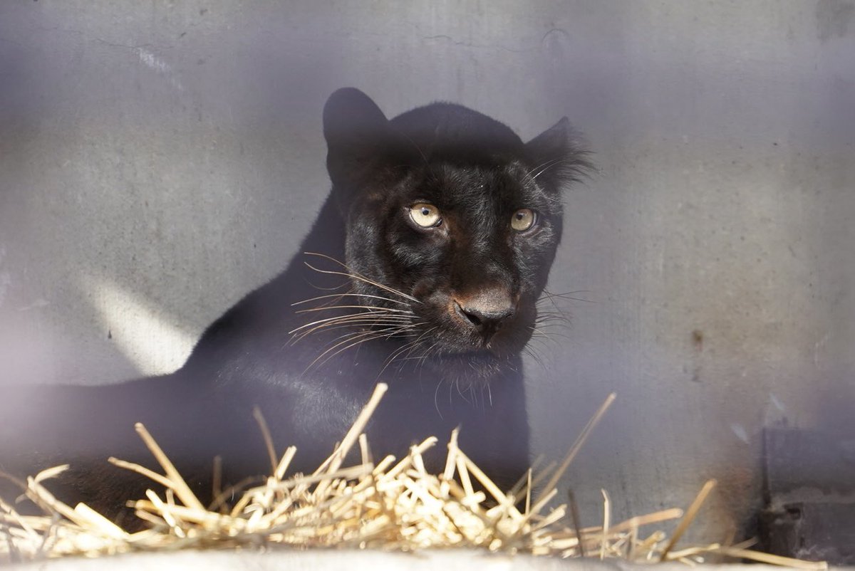 tontonpanda_'s tweet photo. クロヒョウ💙ソル君

宇都宮動物園 2026.03.07
#黒豹 #宇都宮動物園 https://t.co/tJeaJTqFpi