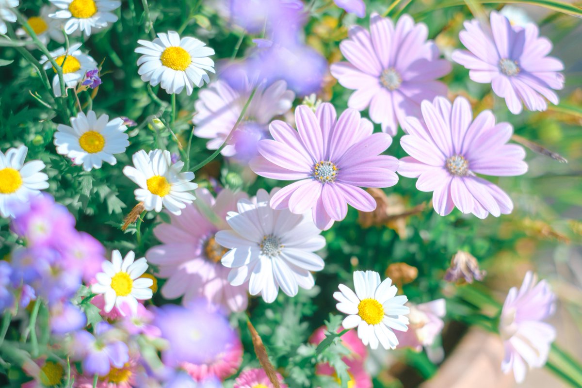 紡季｜tsumugi 書籍発売中 tweet media