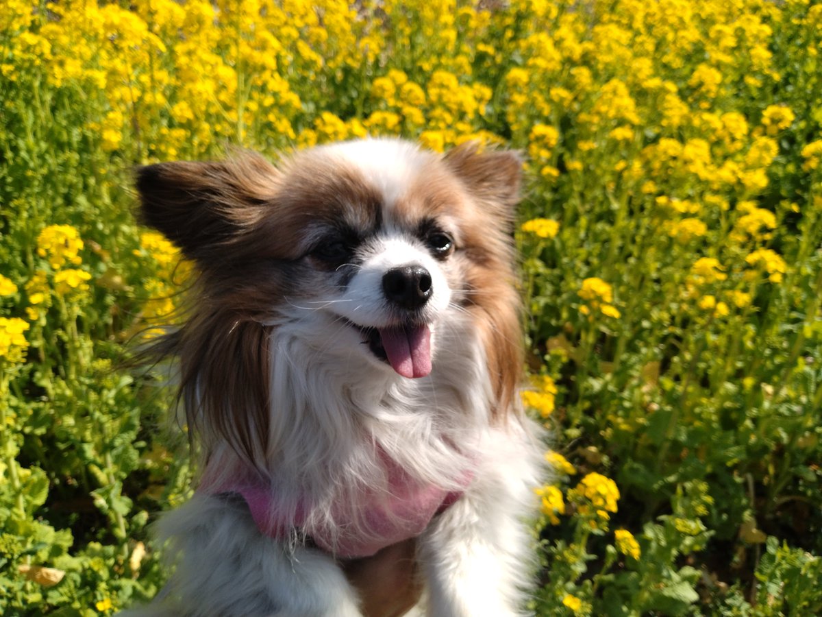 先日、七沢森林公園へハイキング🐶✨軽い山登りという感じで凛蓮楽しそうでした！熊注意看板と猿注意の放送が流れてて、自然豊かなところだなぁと少し怖かったです😂最近春が短いから暑くなる前にたくさん色んなところにいきたいです🐕