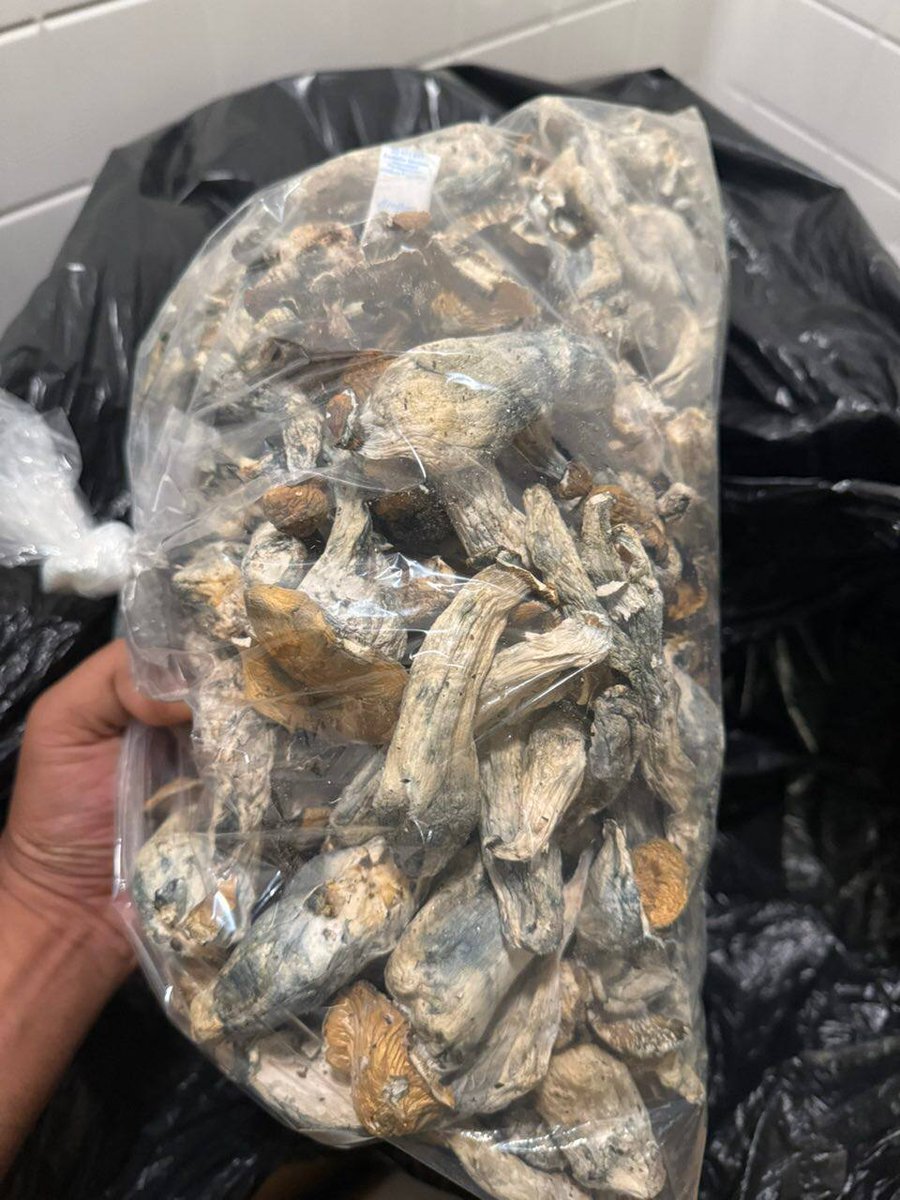 professionalzww's tweet image. SHROOMS PLUG IN THREE RIVERS, SHROOMS PLUG IN MATHIS, SHROOMS PLUG IN SANDIA, SHROOMS PLUG IN TAFT, SHROOMS PLUG IN GREGORY, SHROOMS PLUG IN PORT ARANSAS, SHROOMS PLUG IN ARANSAS PASS, SHROOMS PLUG IN INGLESIDE, SHROOMS PLUG IN FULTON, SHROOMS PLUG IN BAYSIDE,