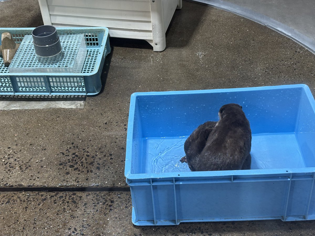 フット猫 tweet media