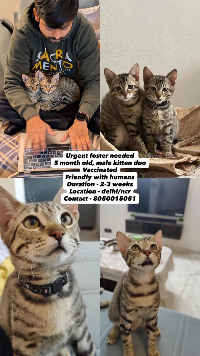 Abhishek Joshi 👨💻🐶 tweet media