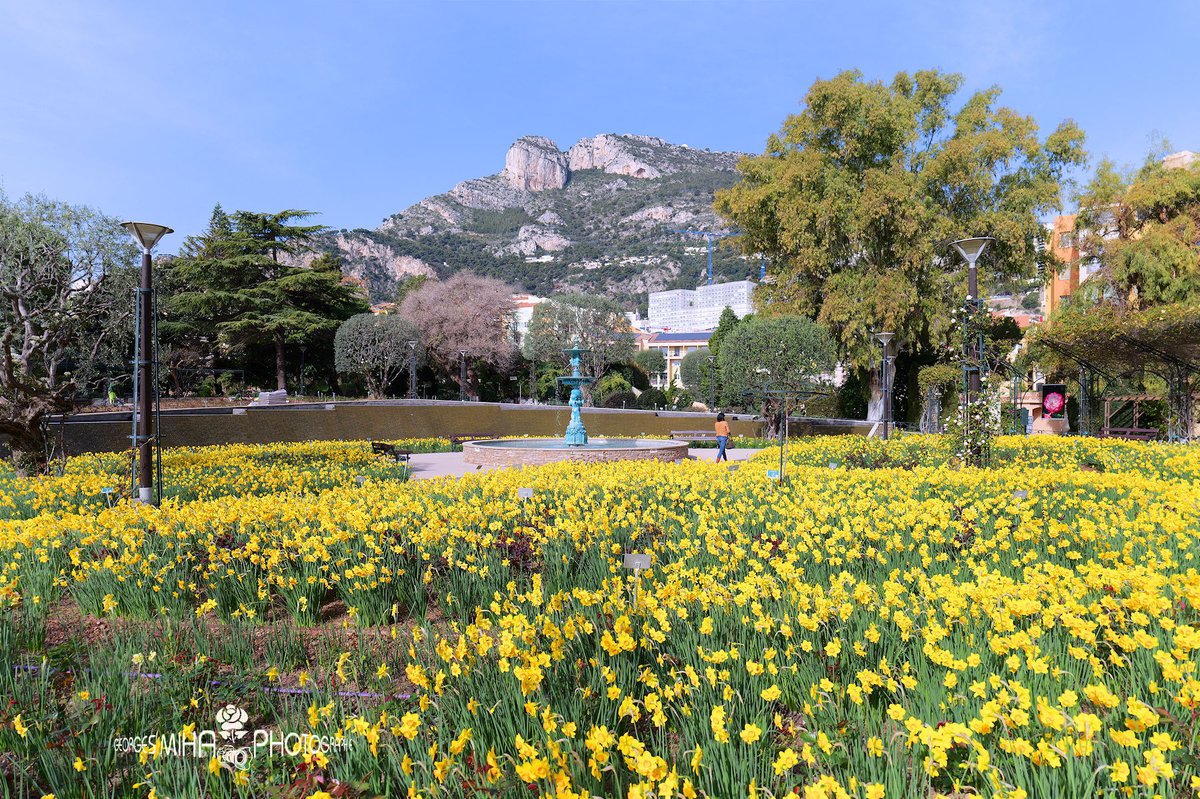 geozine_'s tweet photo. la Roseraie Princesse Grace de Monaco, un lieu de calme et de sérénité
@GvtMonaco @VisitCotedazur #laroseraieprincessegrace #ILovemonaco #monaco #gracekelly #rainierdemonaco #monacomontecarlo #CotedAzurFrance #georgesmiha #geozine #AmbassadeursCotedAzurFrance https://t.co/0Pi4wpMyuN