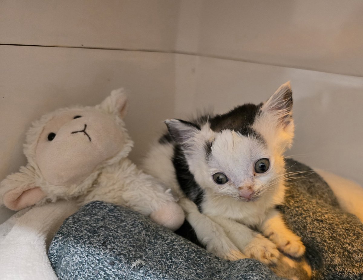 My little prince Morris is sat waiting for his breakfast this morning.