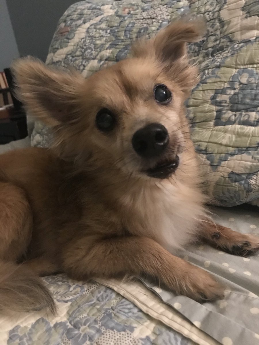 Samson & Fursibz tweet media