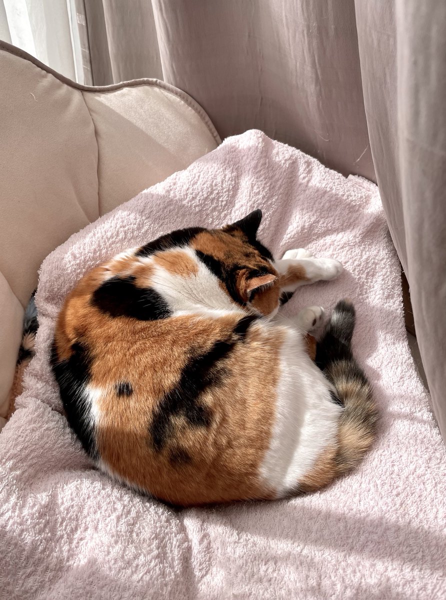 にゃんころもち (@sakura_nyancolo) / Posts / X