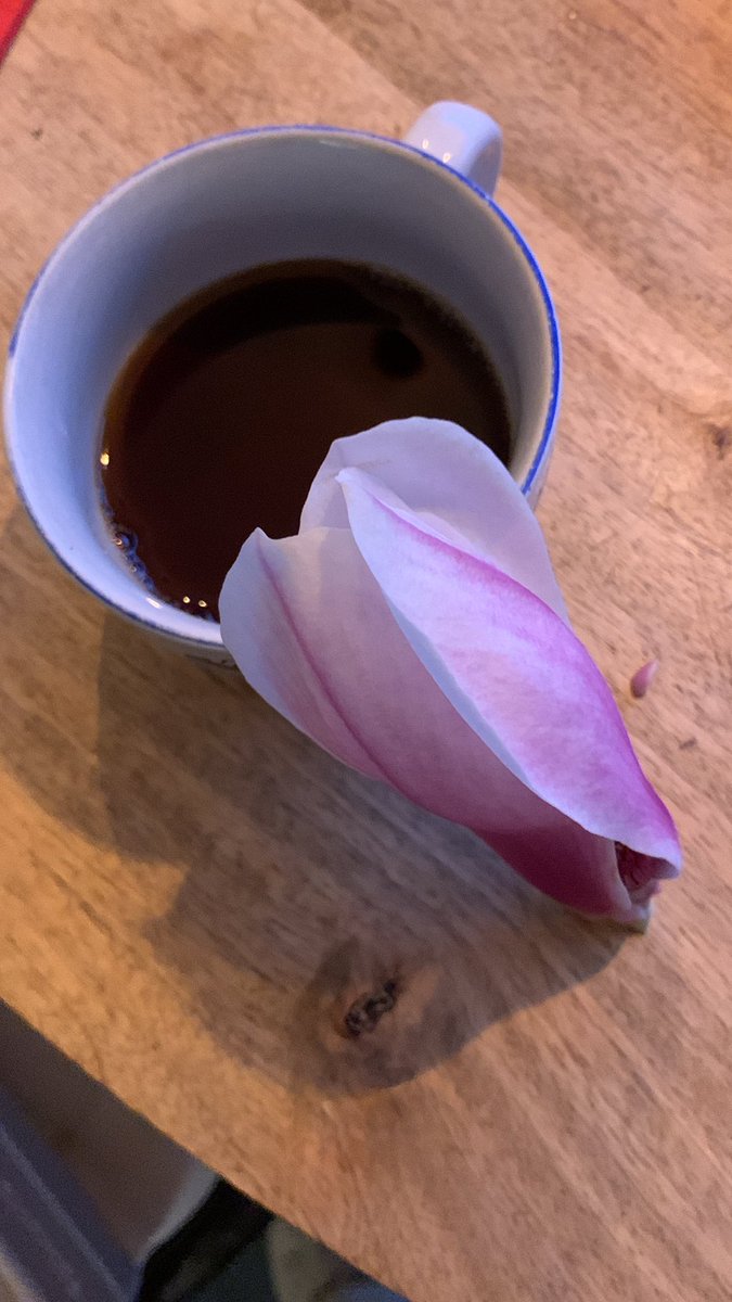 Charlinelo's tweet photo. Goedemorgen, eet eens een magnolia bloem. #rustgevend #antibacterieel #ontstekingsremmend https://t.co/m0TefZUNiK