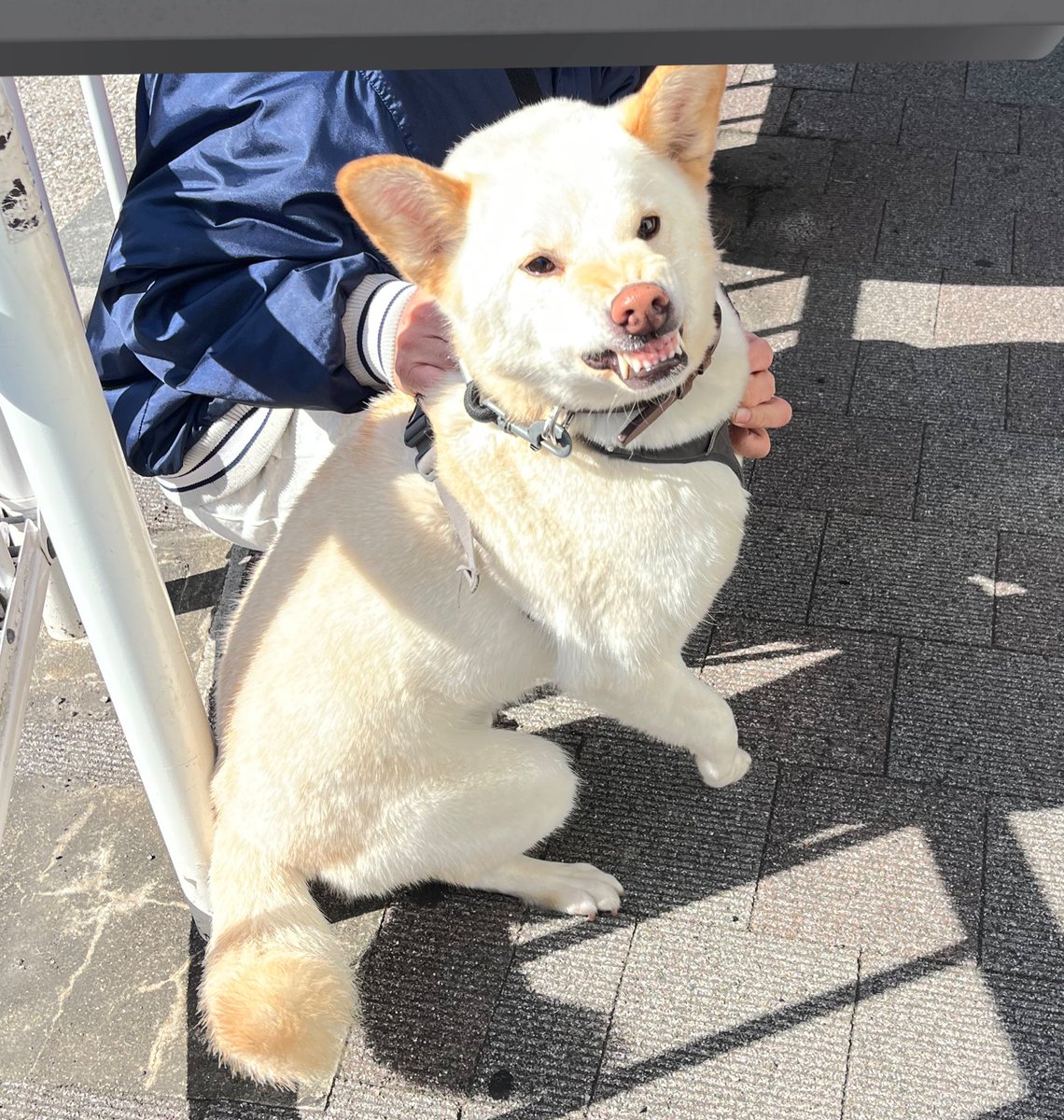 メンチ@噛み垢 tweet media