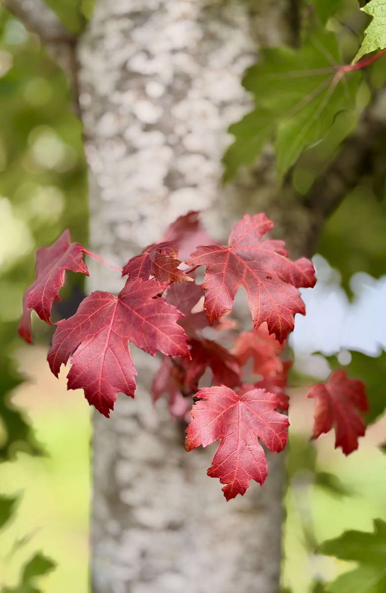 AustraliaSkynWeather tweet media