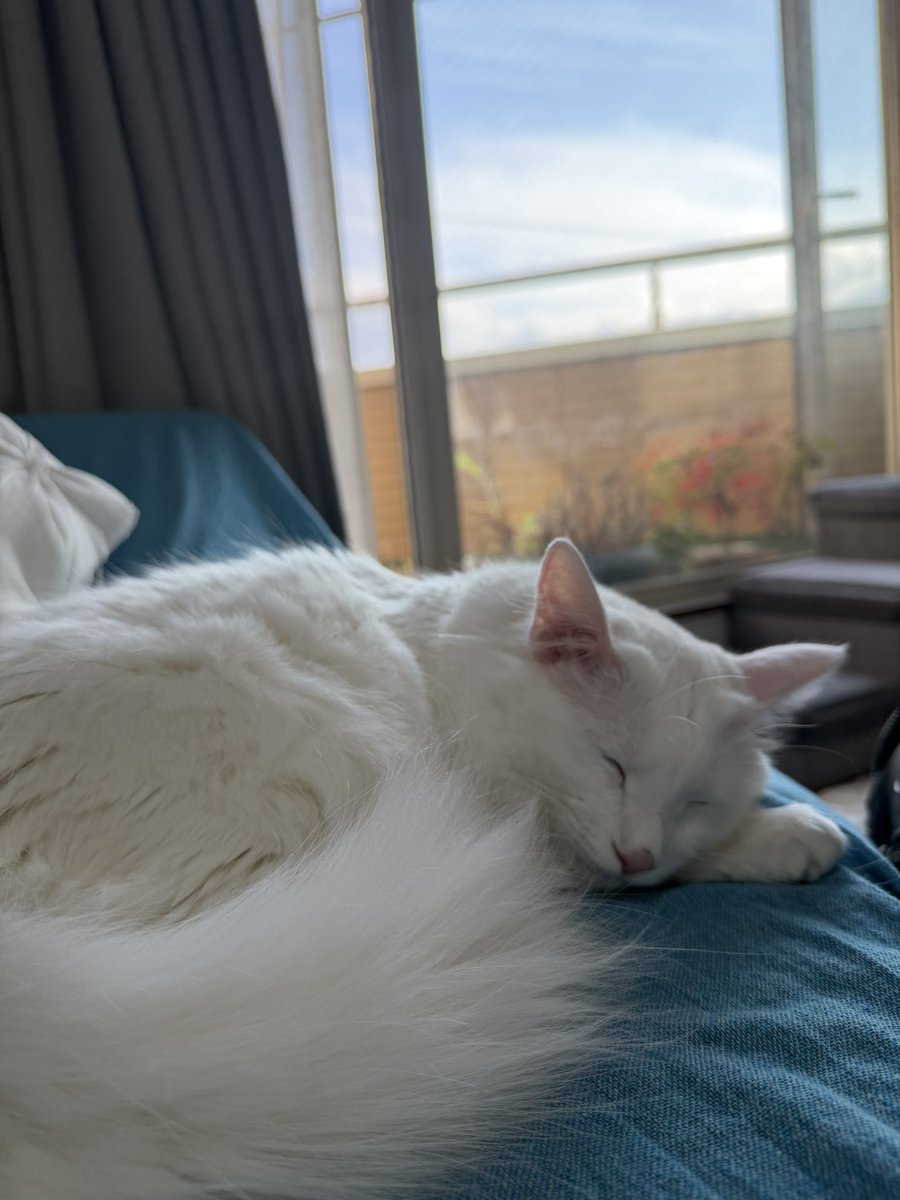 もーりー tweet media