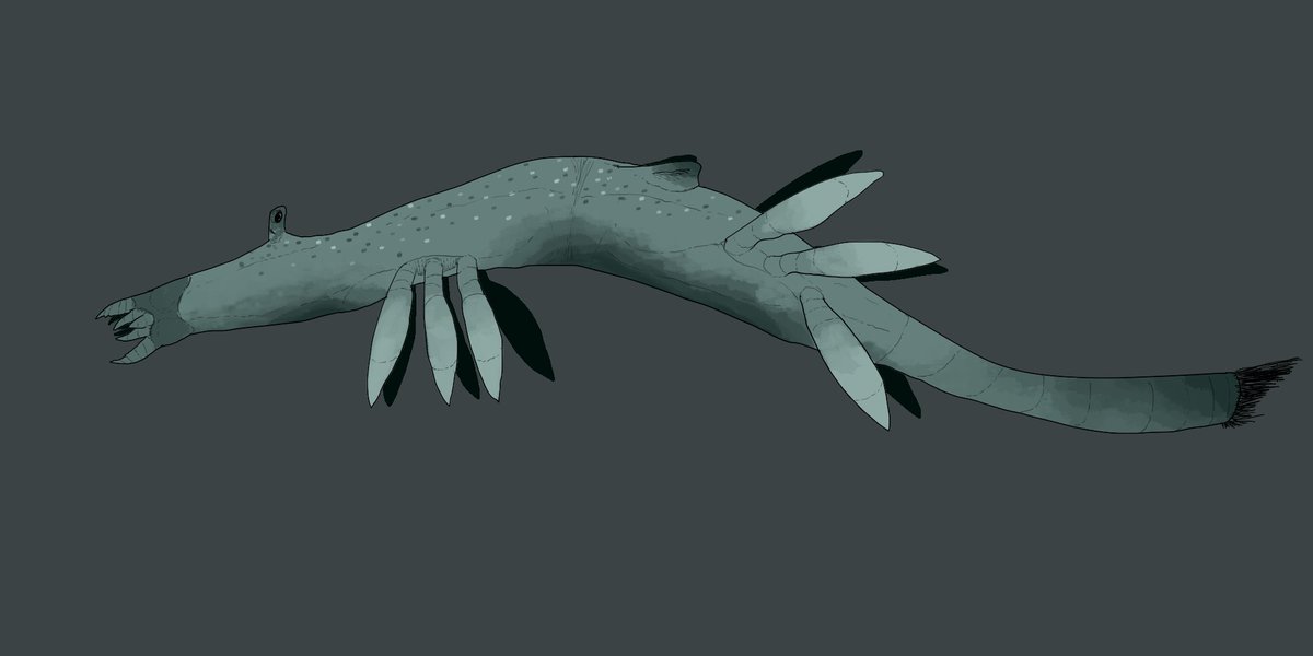 Whole buncha creatures I made for my #SpecEvo project tonight, I think I'm proud of them all :)