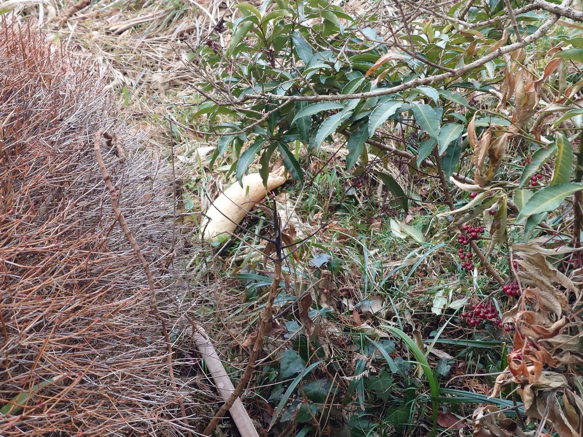 Kaname k2volf tweet media