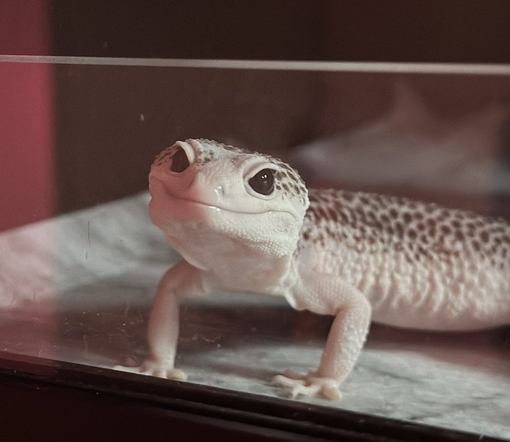 chrchie 🦎⭐️ lizard girl tweet media