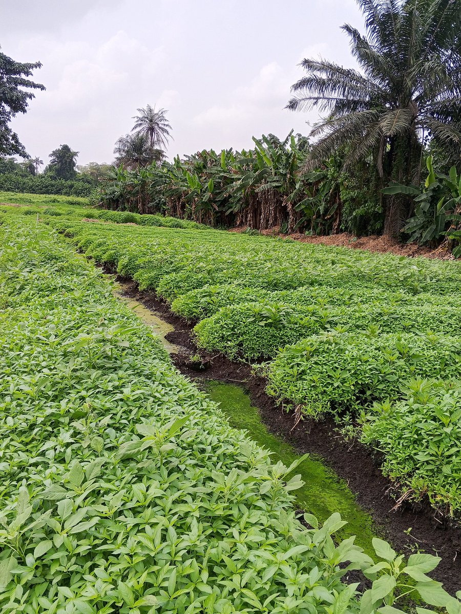 Chukwunonso (Farmer) tweet media