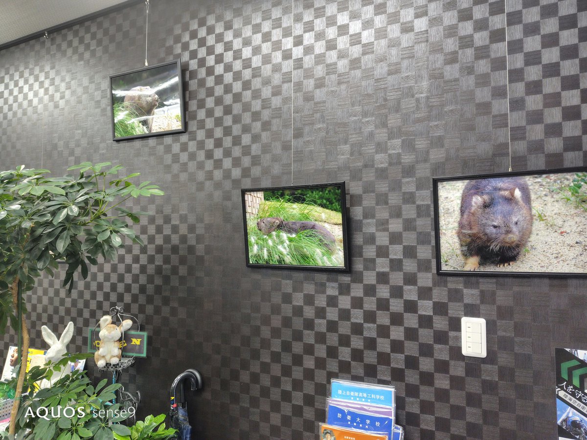 isa56mae38's tweet photo. 今回も綺麗に展示していただきました。
明日からです。よろしくお願いします。 https://t.co/Zo5s4Lv72L