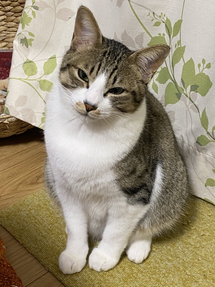 asaaaachan's tweet photo. カブちゃん大きくなりました。
10ヶ月🐈 https://t.co/ztQr2DvDQV