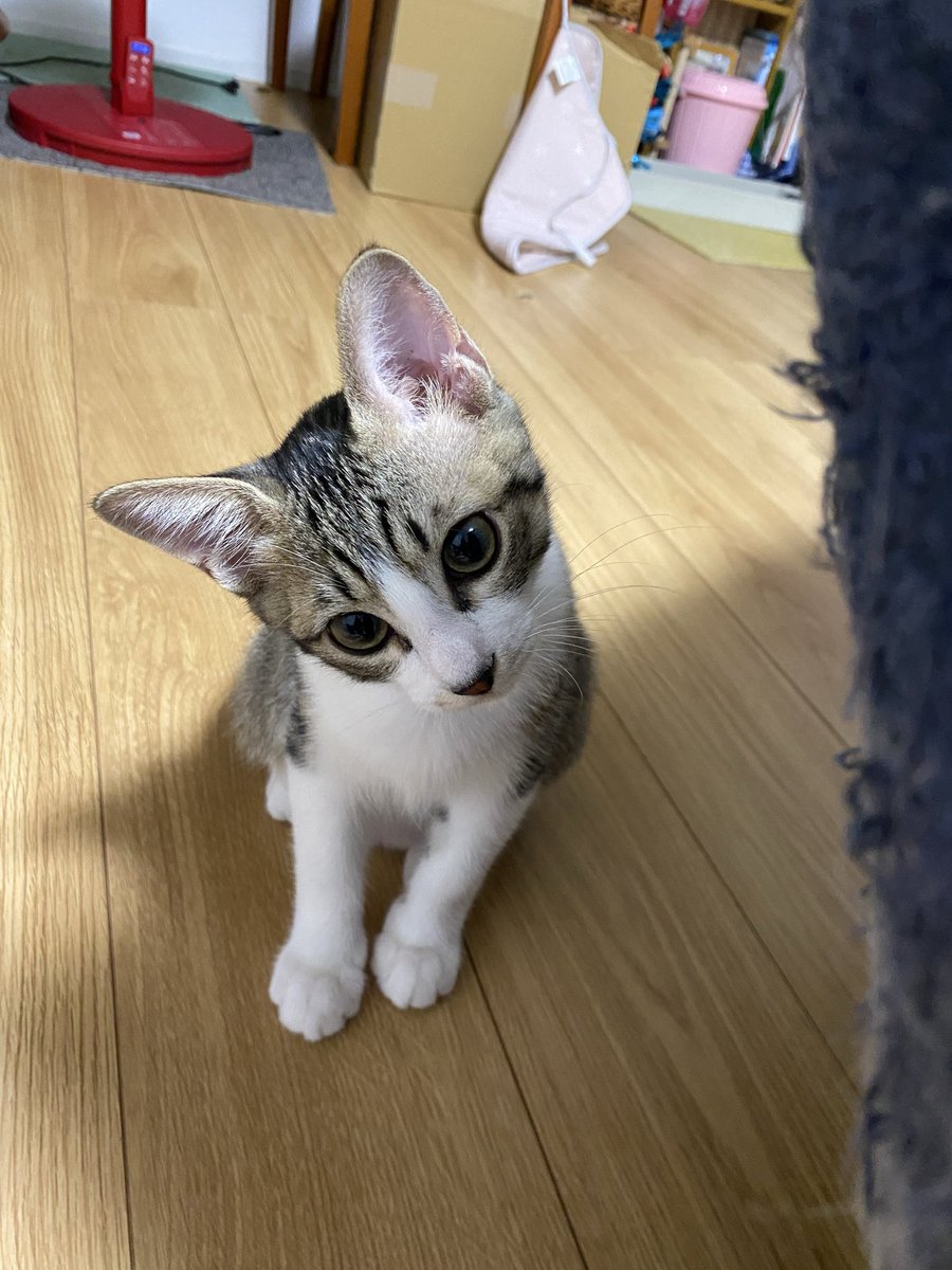 asaaaachan's tweet photo. カブちゃん大きくなりました。
10ヶ月🐈 https://t.co/ztQr2DvDQV