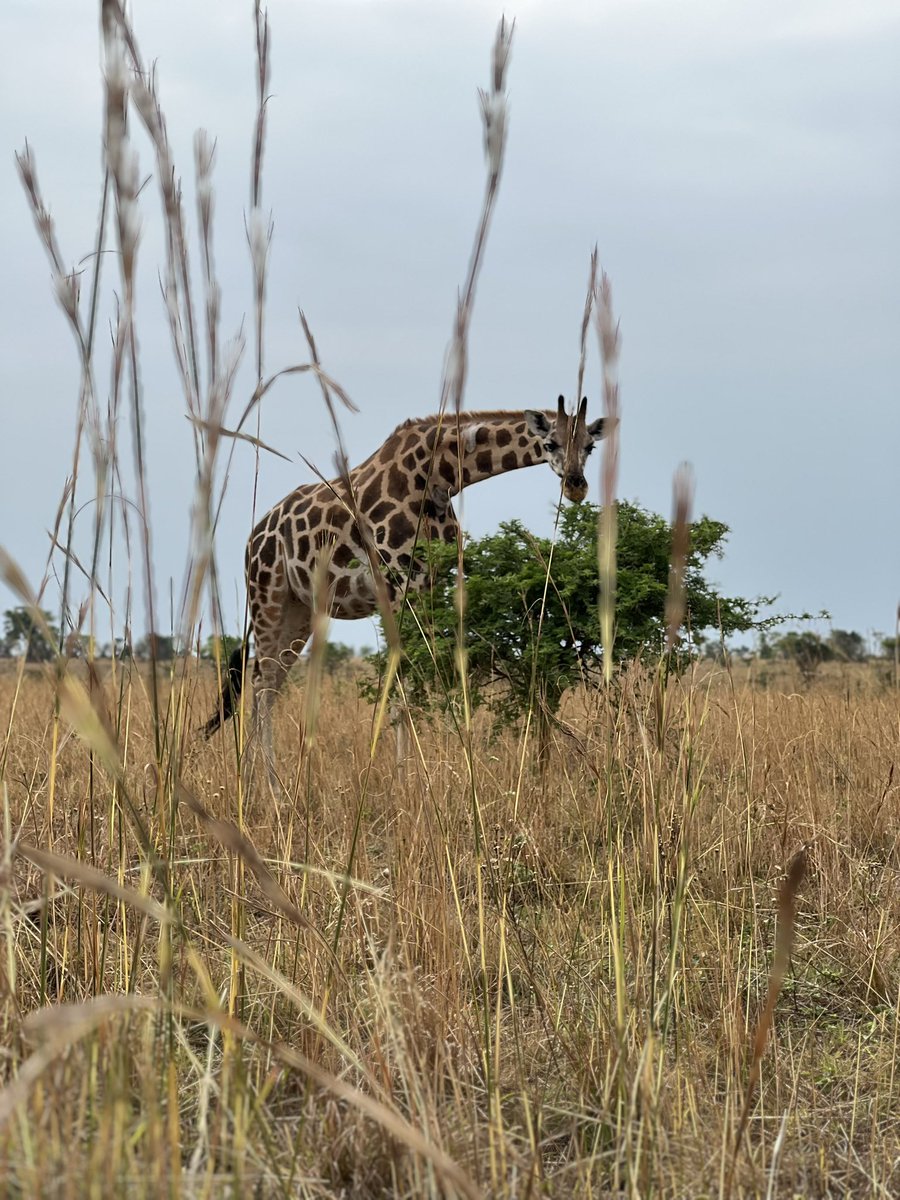 Gilbert Arinda🇺🇬 tweet media